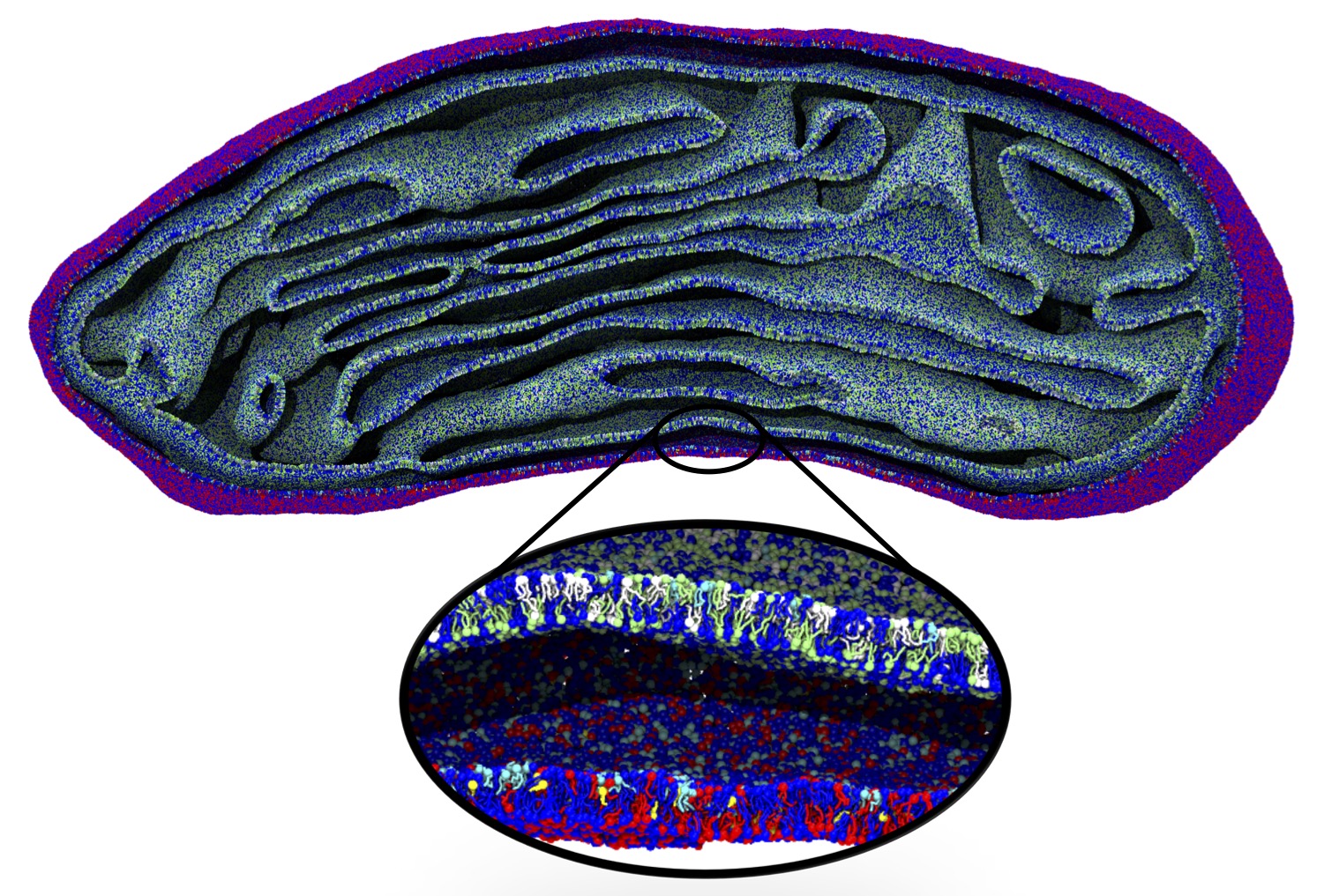 mitochondrion-molecular-resolution2.jpg